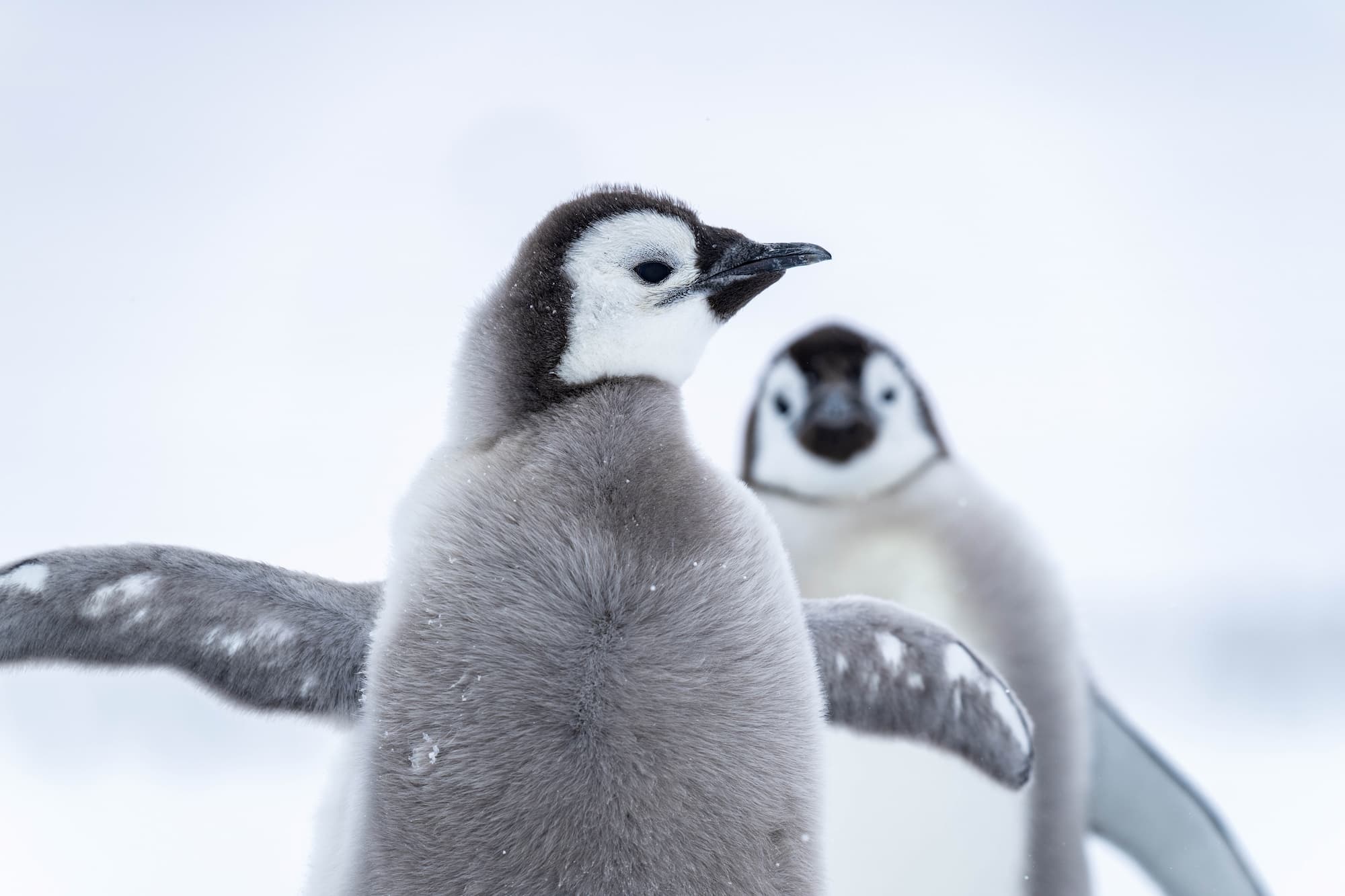 Watch the chicks take their first steps from beneath their parents' feet