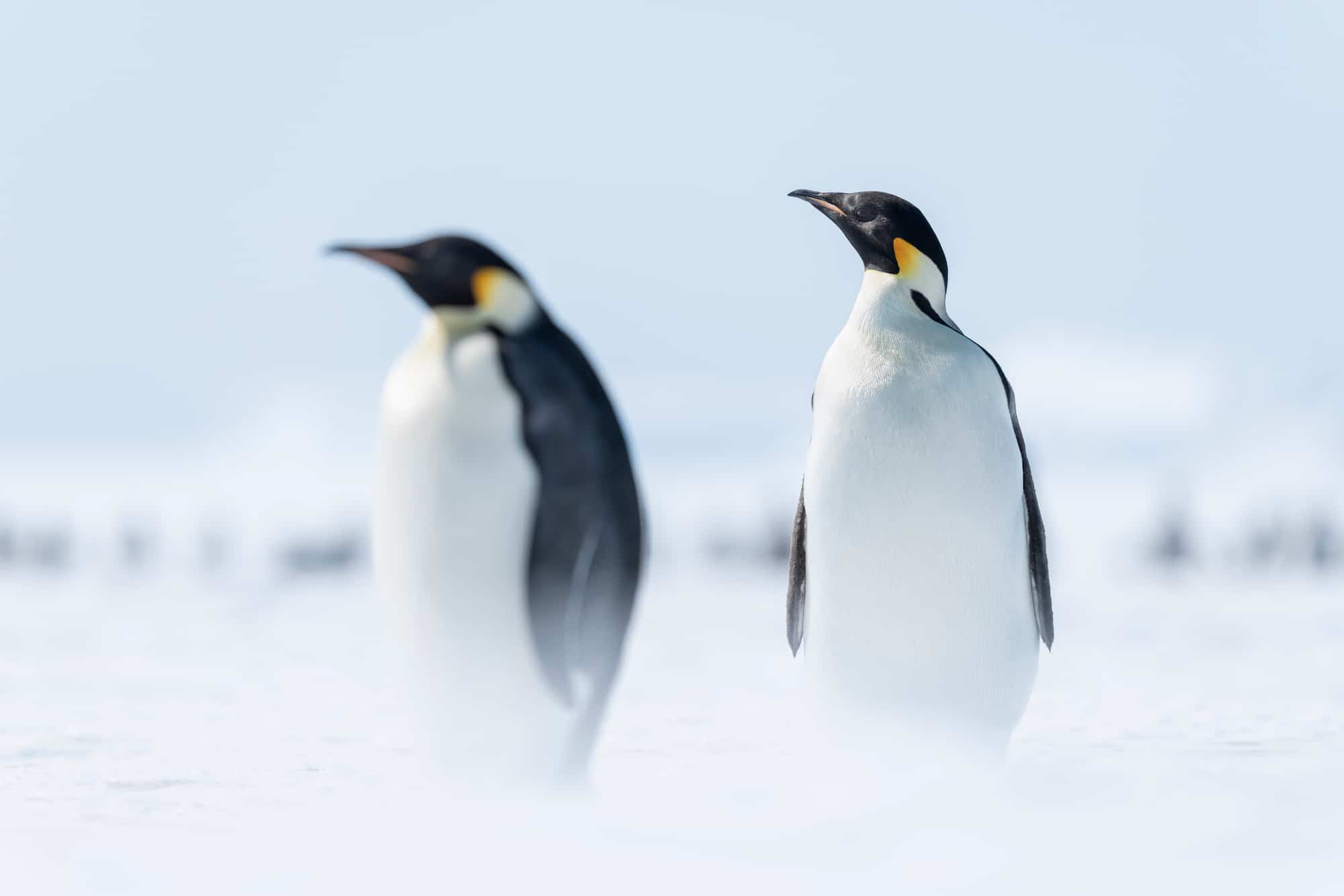 A lifer moment, standing among Emperor penguins at Atka Bay