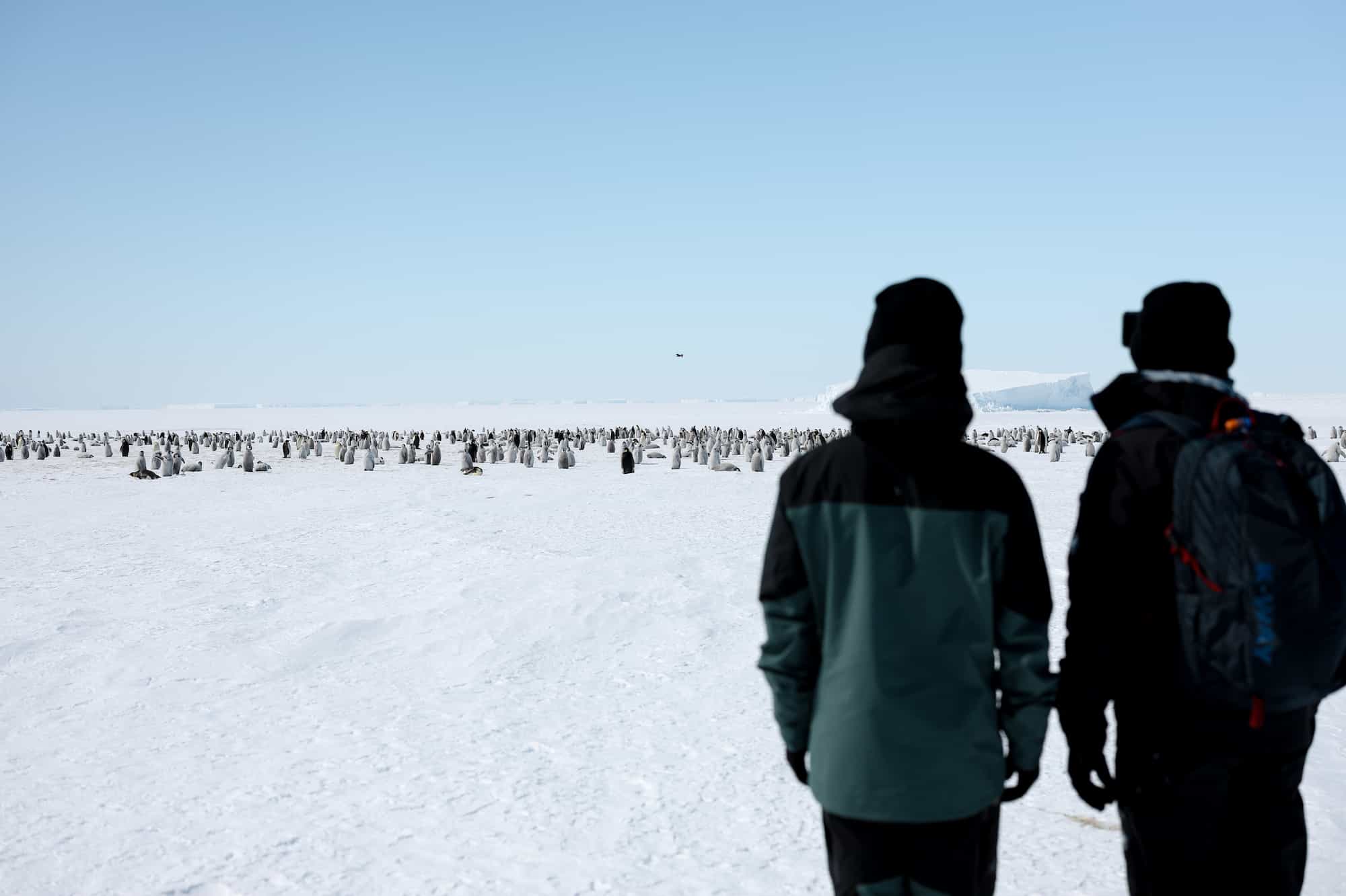 Witness thousands of Emperor penguins, as far as the eye can see